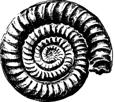 Ammonit.tif
